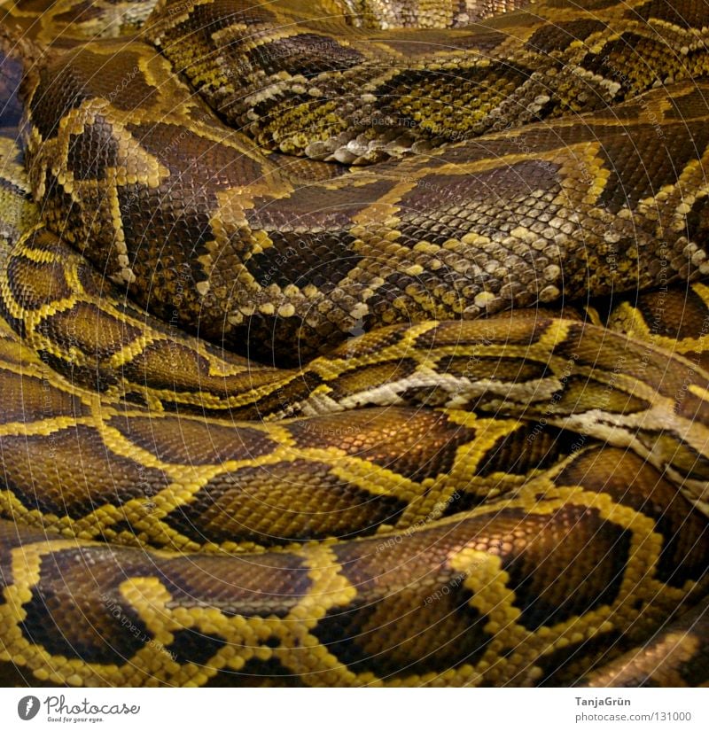 zärtliche Umarmung Reptil durcheinander eng Kobra Gitter braun beige schwarz Zoo Tiergarten gefangen schlafen gemütlich Muster Gift lang Umarmen Afrika