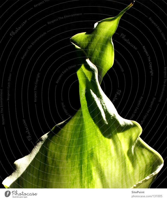 Grüne Calla Blume grün schwarz flower green Detail black Spitze
