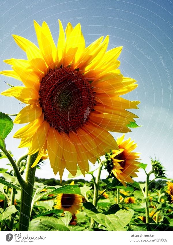 Dancin´ in the Summersun Sommer Sonnenblume gelb Feld Sonnenblumenkern Physik Gesundheit Blüte grün frisch Blume Korbblütengewächs Freude Wärme