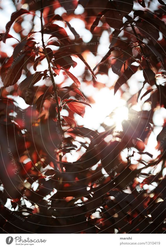 der Herbst steht vor der Tür Natur Landschaft Pflanze Baum Stimmung Pflaume Garten Sonne Farbfoto Außenaufnahme Nahaufnahme Detailaufnahme Tag Dämmerung Licht