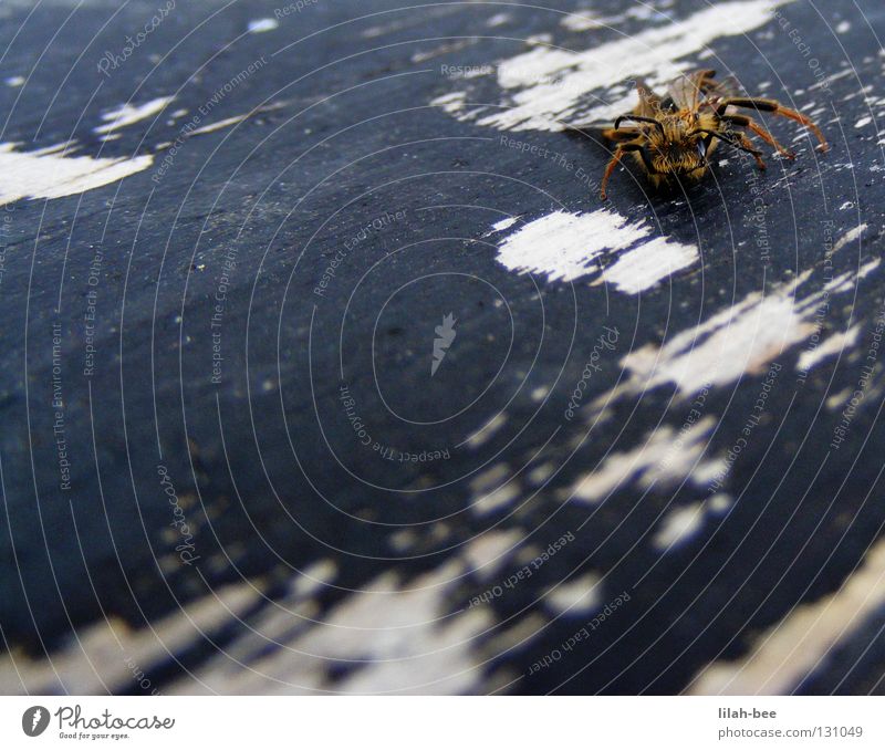 summ pause Wespen Hornissen Biene Maja schlafen krabbeln Holz weiß gelb schwarz summse stacheltier Erholung Strukturen & Formen blau Stachel