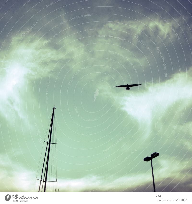 DREIGESTIRN Vogel Laterne Straßenbeleuchtung Wasserfahrzeug kreisen Schweben Zirkel Wolken Luft Himmel Hafen Möve Strommast Segel fliegen Luftverkehr Wind