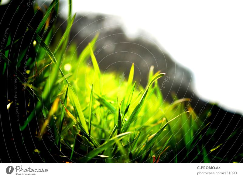 Green Gras grün Wiese Lomografie Natur Rasen Kontrast leuchten