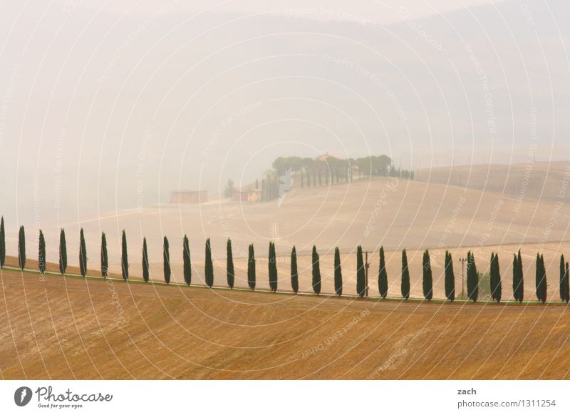 alles in Ordnung Umwelt Natur Landschaft Erde Sand Gewitterwolken Sommer schlechtes Wetter Nebel Pflanze Baum Zypresse Feld Hügel Toskana Italien Straße