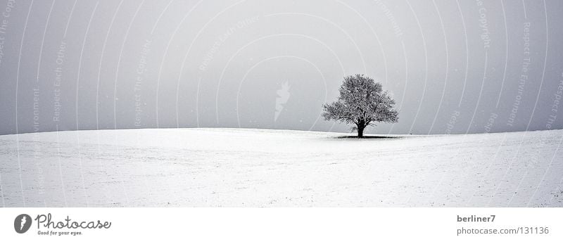 Welliger Horizont II wellig Schneeflocke Baum einzeln Winter Himmel einzeln stehend einzeln stehender baum