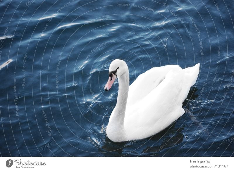 Schwanensee Tier See Teich weiß ruhig Entenvögel gleiten Feder Vogel Wasser Fluss König Beleuchtung edel Im Wasser treiben Schwimmen & Baden tierisch
