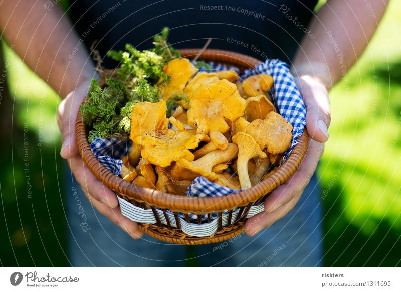 Abendessen :) Mensch maskulin Mann Erwachsene Sommer Herbst Schönes Wetter Moos Pilz Pfifferlinge festhalten gelb Pilze sammeln Korb Vesper Farbfoto mehrfarbig