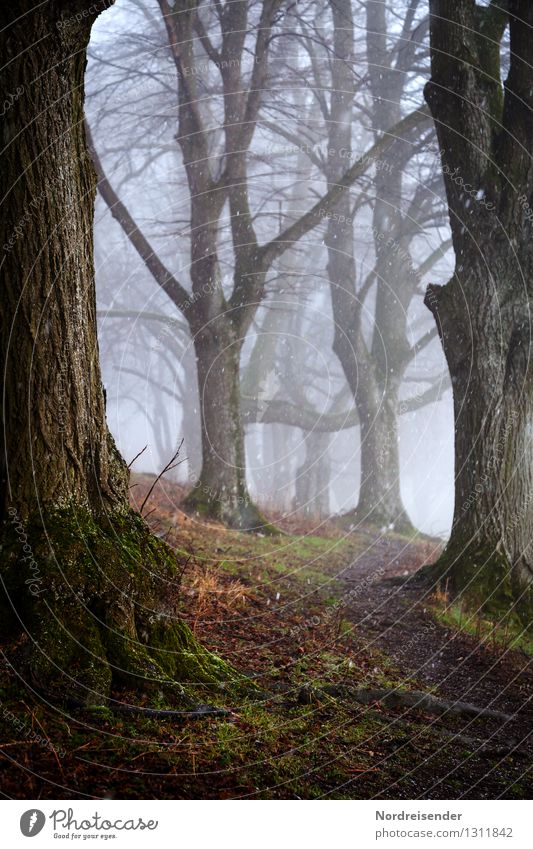 Weg zwischen den Linden..... Ausflug wandern Natur Landschaft Pflanze Urelemente Herbst Winter schlechtes Wetter Nebel Regen Schneefall Baum Wald bedrohlich
