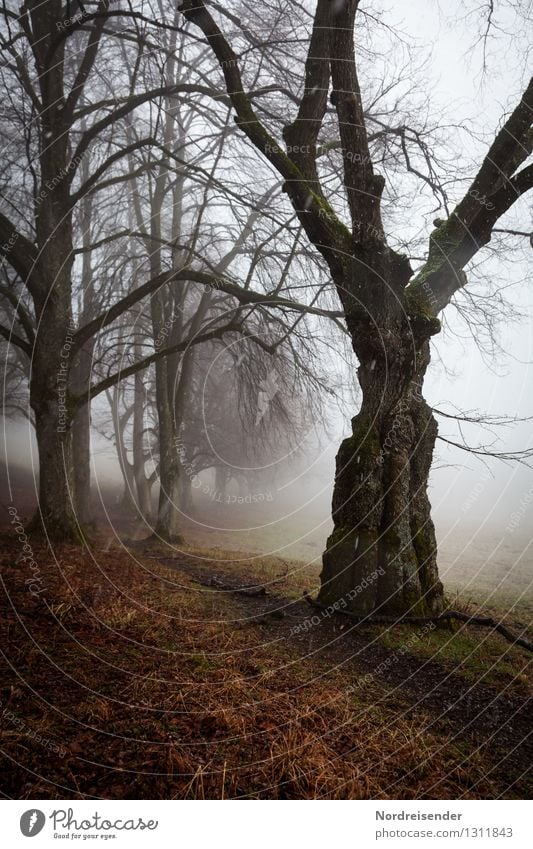 Knorrig.... wandern Natur Landschaft Pflanze Herbst Klima schlechtes Wetter Nebel Regen Schneefall Baum Wege & Pfade bedrohlich dunkel gruselig ruhig Einsamkeit