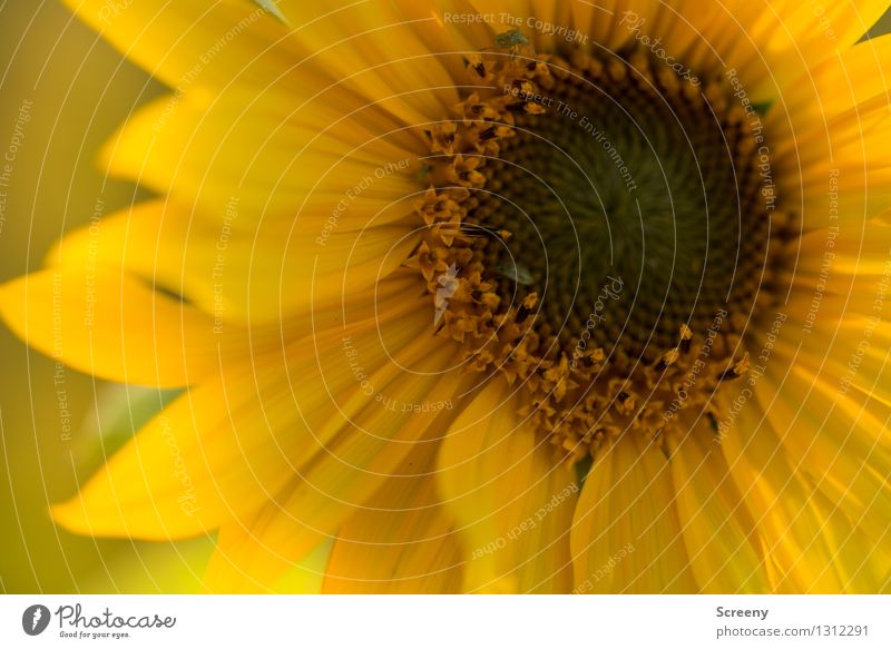 Warm Natur Pflanze Blume Sonnenblume Wiese Käfer Blühend Wachstum rund braun gelb Wärme Farbfoto Außenaufnahme Detailaufnahme Makroaufnahme Menschenleer Tag