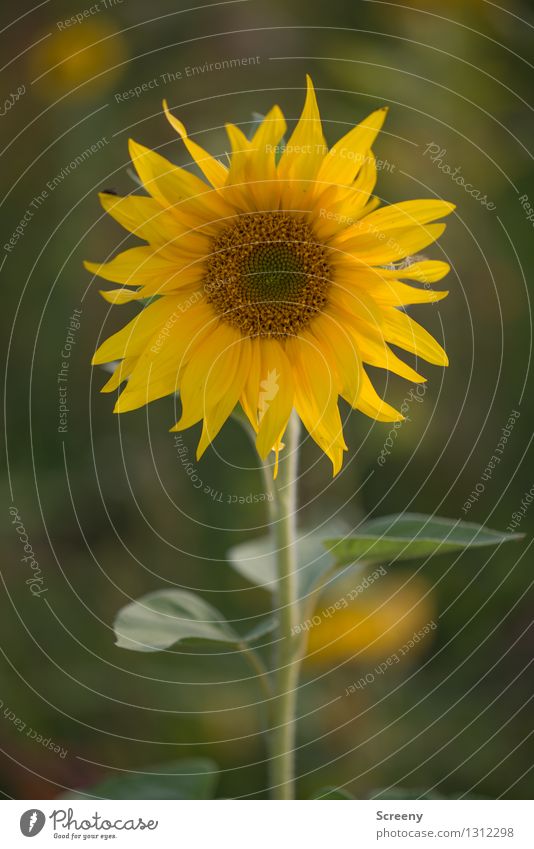 Sonnig Natur Pflanze Sommer Blume Sonnenblume Wiese Feld Blühend Wachstum braun gelb grün Glück Warmherzigkeit Farbfoto Außenaufnahme Detailaufnahme