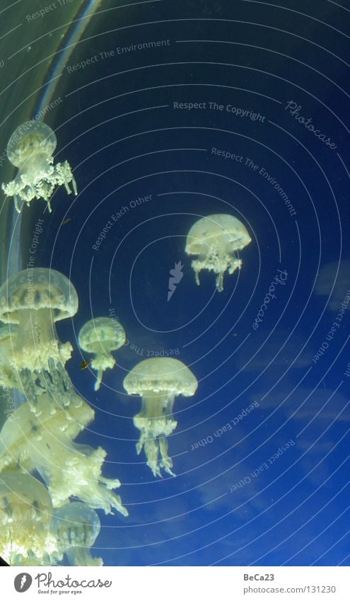 jellyfish weiß Qualle Aquarium Meer Innenaufnahme Fisch glibberig Wasser Natur