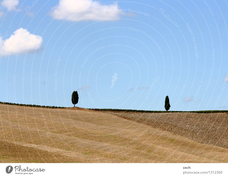 Begegnung Umwelt Natur Landschaft Erde Sand Himmel Wolken Sommer Schönes Wetter Pflanze Baum Zypresse Feld Hügel Toskana Italien Val d'Orcia blau braun 2 Paar