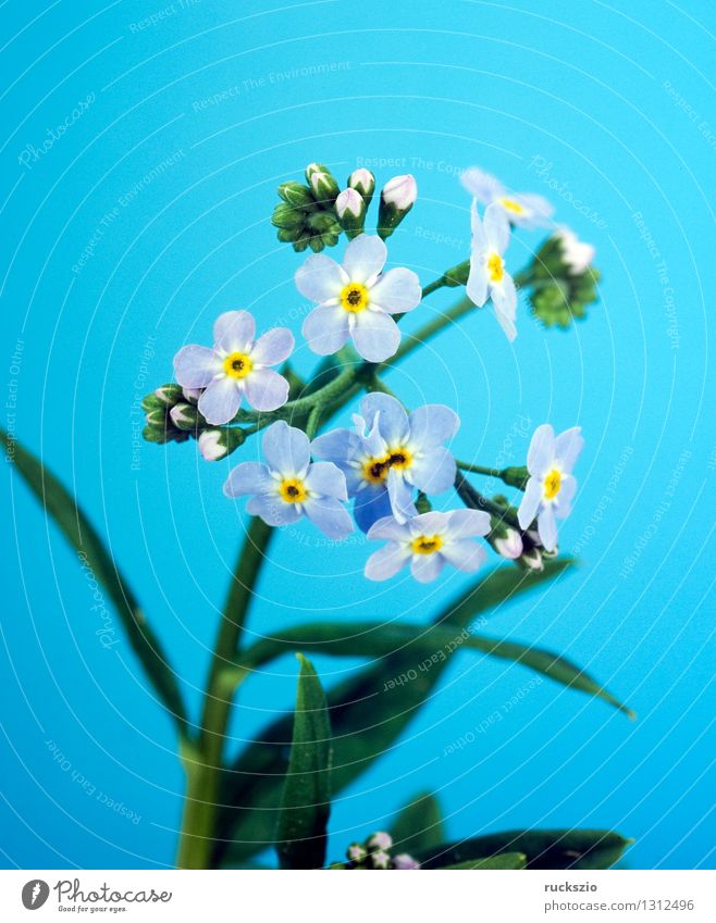 Sumpfvergissmeinnicht, Myosotis palustris Natur Pflanze Wasser Blüte Moor Teich See frei blau blaue Blueten Vergißmeinnicht Wasserpflanze Gartenteichgewaechs