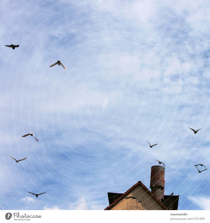 Taubenpanik 1 Vogel Wolken Haus Dach fliegen erschrecken gleiten Himmel blau Schornstein Spitze Sonne Außenaufnahme Farbfoto Tiergruppe Vogelschwarm