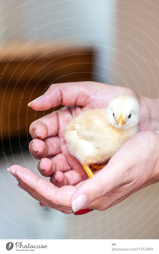 Gelber Spatz Nutztier Hühnervögel Haushuhn Hahn Küken Fressen Fröhlichkeit Gesundheit Wärme weich Warmherzigkeit Sympathie Tierliebe Verantwortung Lebensfreude