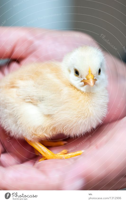 chick w/o wing Tier Nutztier Tiergesicht Flügel Haushuhn Küken Hahn entdecken Fressen füttern frisch Gesundheit weich Lebensfreude Frühlingsgefühle