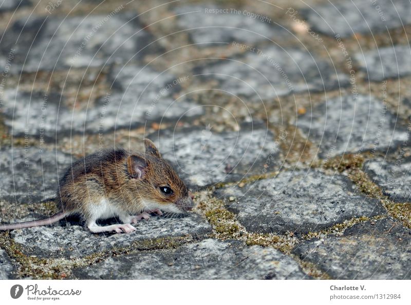 Mäusekind Tier Sommer Moos Wildtier Maus 1 Stein hocken sitzen warten kuschlig klein niedlich wild weich braun grau weiß Angst Einsamkeit Schwäche Überleben