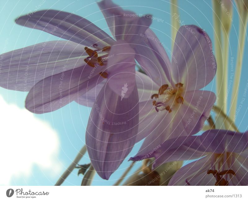 HerbstZeitLos Blüte Blume violett Himmel blau Makroaufnahme