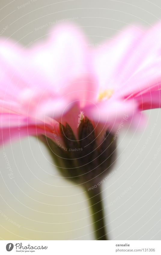 Blümchen, Blümchen an der Wand… Blume Gerbera rosa Pastellton Unschärfe zart Blütenblatt Nahaufnahme ruhig Stillleben Natur schön Blume einzeln einfach Anmut