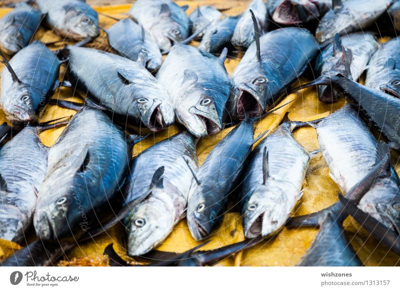 Tuna Fish Lebensmittel Fisch Ernährung Angeln Tier Totes Tier Tiergesicht Tiergruppe exotisch Tourismus Umweltverschmutzung Umweltschutz Thunfisch
