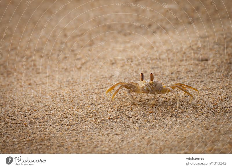 Crab on the Beach Meeresfrüchte Krabbe Tier Sand Küste Strand 1 gehen maritim Geschwindigkeit gelb gold Wachsamkeit Neugier Farbfoto Außenaufnahme Nahaufnahme