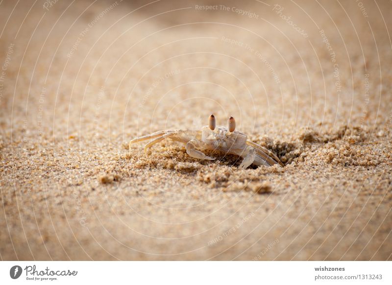 Crab on the Beach ll Meeresfrüchte Ernährung Natur Tier Sand Strand Krabbe 1 beobachten braun gelb gold Schutz Wachsamkeit Ausdauer anstrengen Sicherheit