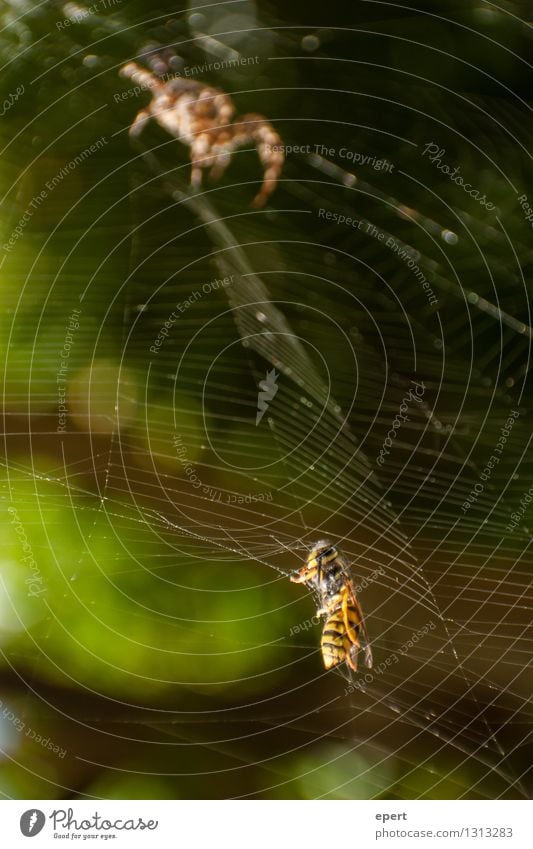 Gefundenes Fressen Tier Biene Spinne Wespen Insekt 2 Spinnennetz Netz Falle Jagd Neugier Erwartung Natur Trieb Appetit & Hunger Essen Farbfoto Außenaufnahme