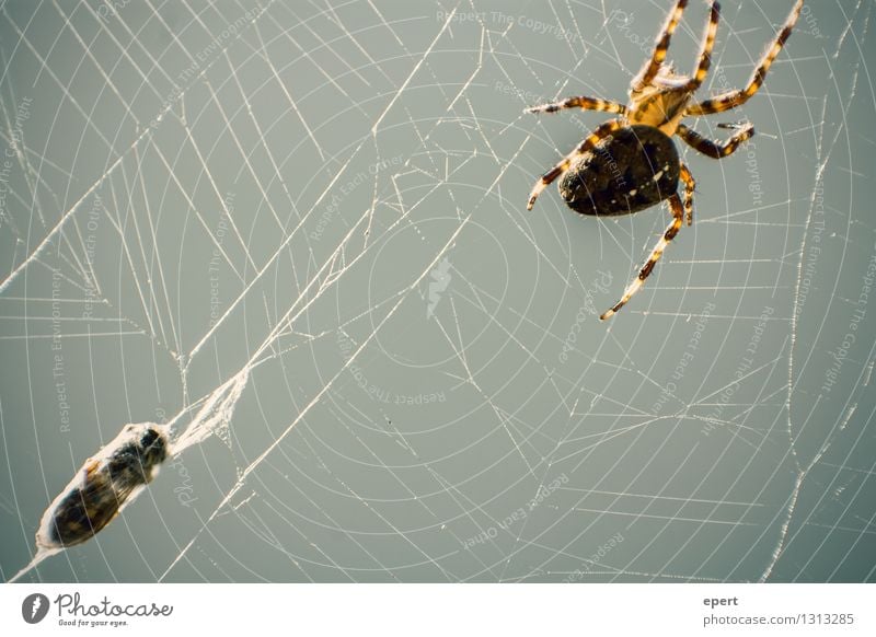 Gut abgehangen Tier Totes Tier Biene Spinne Wespen 2 Kokon Spinnennetz Netz Nähgarn fangen Jagd krabbeln bedrohlich natürlich Wachsamkeit Selbstbeherrschung