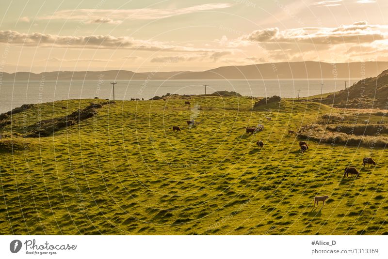 Weideland an der Küste Schottlands Nutztier Kuh Tiergruppe Herde nachhaltig gold grün Natur Huftiere Grassteppe Landschaft Himmel orange diffus Sonnenlicht