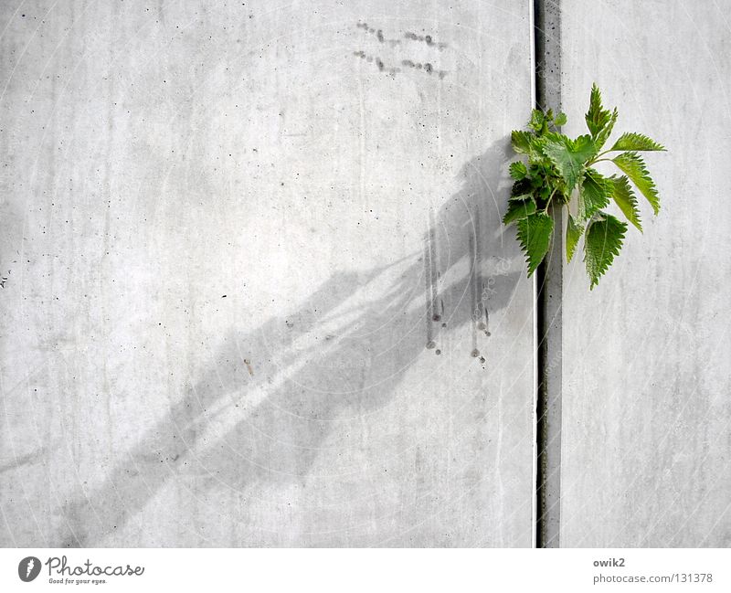 Nichts kann sie stoppen Erfolg Baustelle Umwelt Natur Pflanze Frühling Blatt Grünpflanze Nutzpflanze Mauer Wand Beton kämpfen Wachstum frech frei Gesundheit