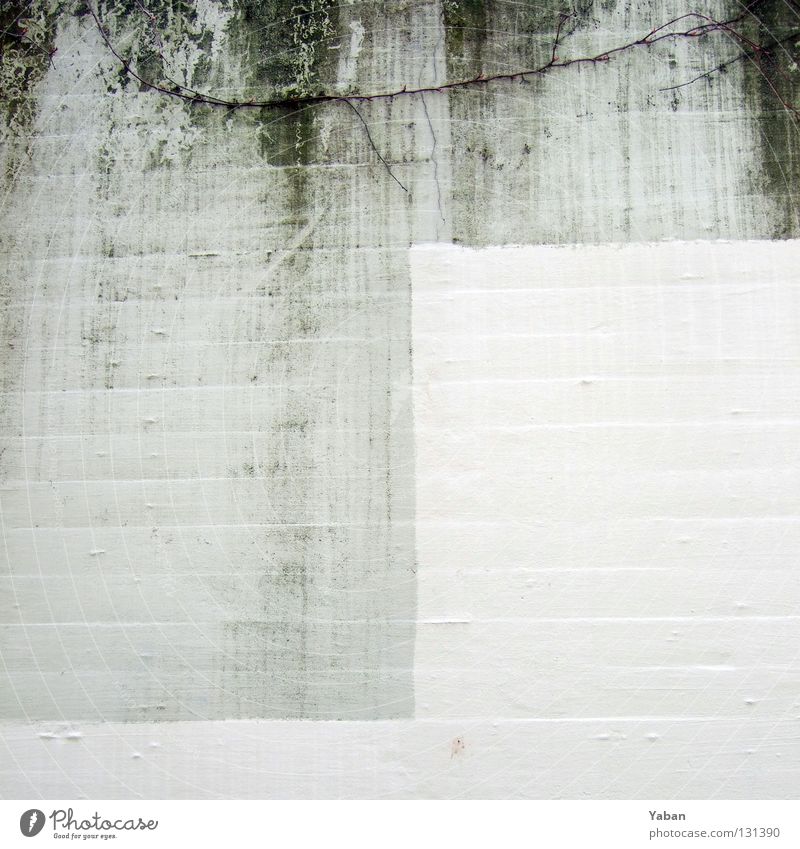 Deckweiß Beton Wand Betonwand grau Schliere feucht abstrakt verfaulen Vergänglichkeit Detailaufnahme Garten Park Fleck Spuren bemoost binden faulig
