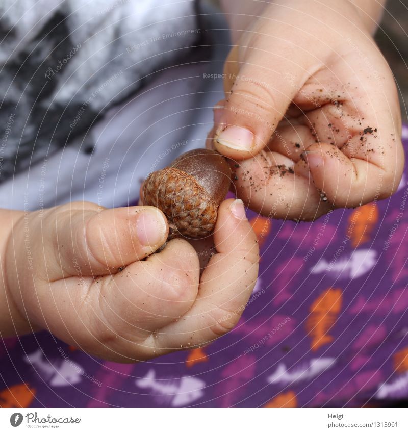 die Welt entdecken... Mensch maskulin Kleinkind Hand Finger 1 1-3 Jahre Umwelt Natur Sommer Eicheln T-Shirt Hose festhalten authentisch dreckig einzigartig