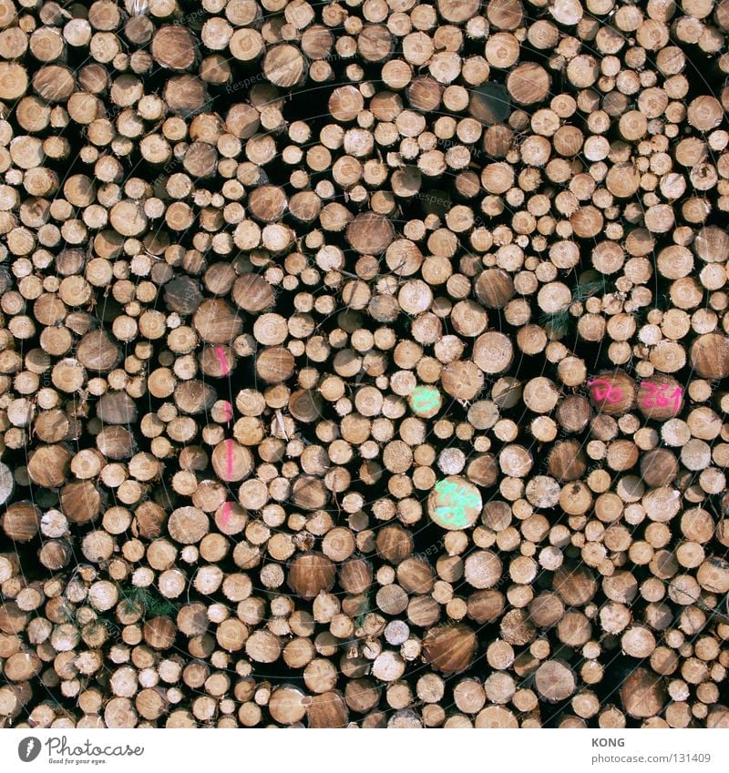 woodstock Holz Baumstamm Säge Abholzung Holzfäller Kreis Muster Forstwirtschaft Material abgesägt lumberjack timber Strukturen & Formen Lager enden Ende
