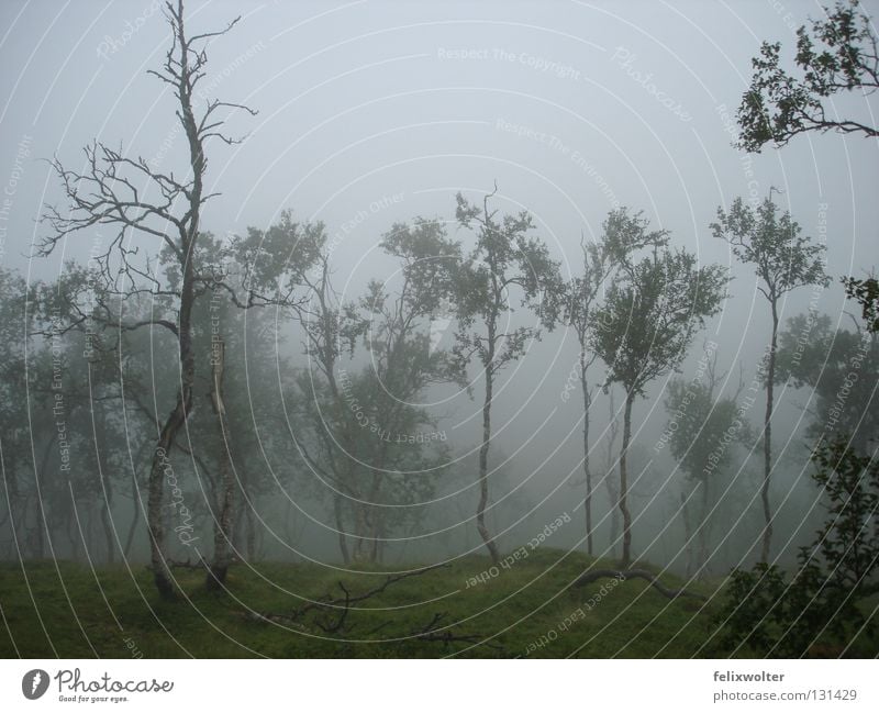 what a beautiful day Nebel Norwegen wandern Birke Baum unheimlich mystisch Herbst Trauer Verzweiflung Regen Landschaft
