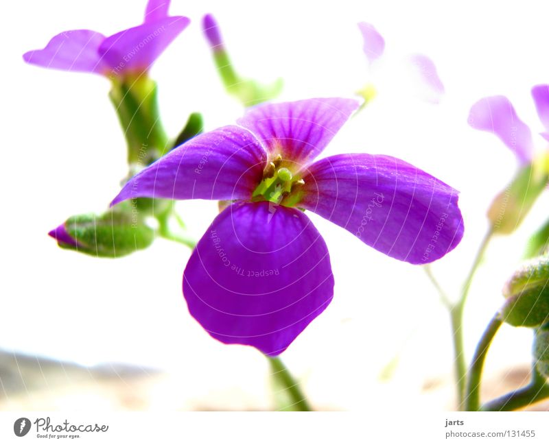 flowerpower Blume Blüte Licht violett Berg-Steinkraut schön Makroaufnahme Nahaufnahme Natur jarts Garten