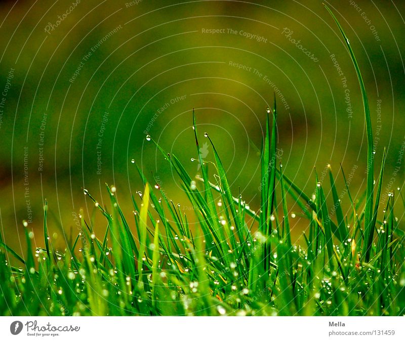 Spitzentanz Gras Wiese nass grün rund durchsichtig Miniatur ökologisch tief unten Naturliebe ruhig Erholung frisch Park Rasen Seil Wassertropfen Regen oben