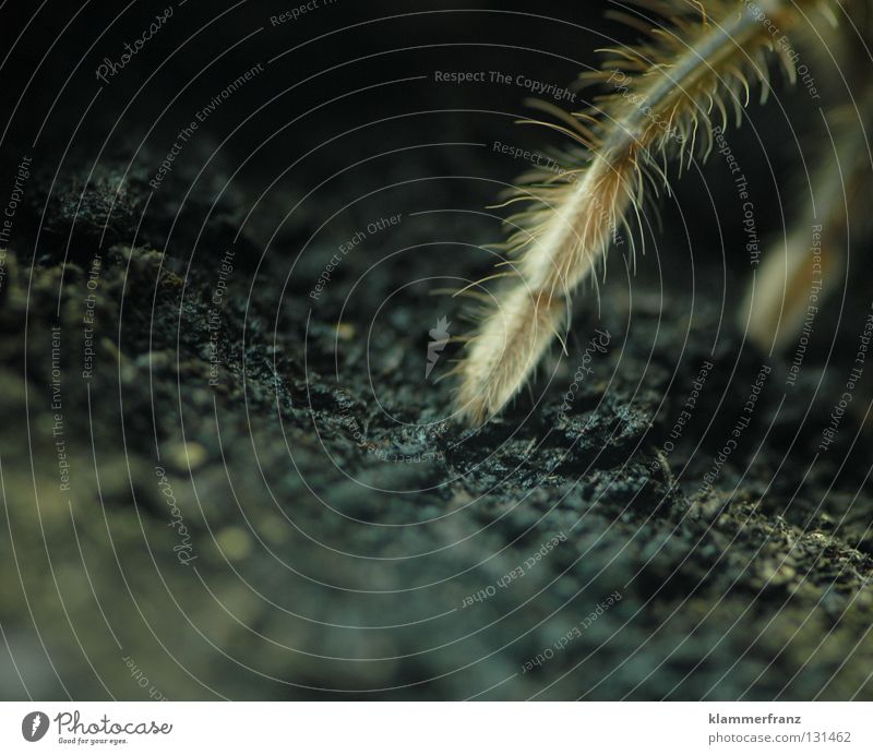 feines Beinhaar offen getragen dünn Spinne Vogelspinne Lebewesen Tier Terrarium Makroaufnahme Nahaufnahme Riesenvogelspinne Erde Beine Spinnenbeine