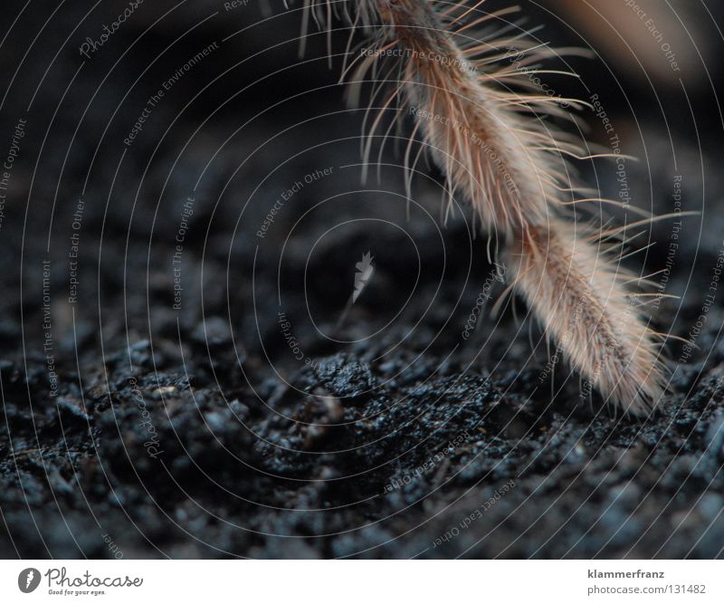 Ein Bein Textfreiraum unten Textfreiraum links Anschnitt Bildausschnitt Detailaufnahme Spinnenbeine Beine Riesenvogelspinne Erde Terrarium Vogelspinne