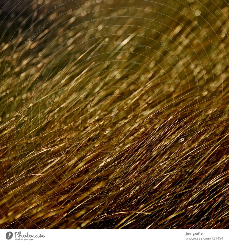 Gras glänzend Wiese Meer Küste Wachstum Abendsonne schön Richtung Unschärfe Farbe Strand schraffur Linie gold Stranddüne Natur Strukturen & Formen