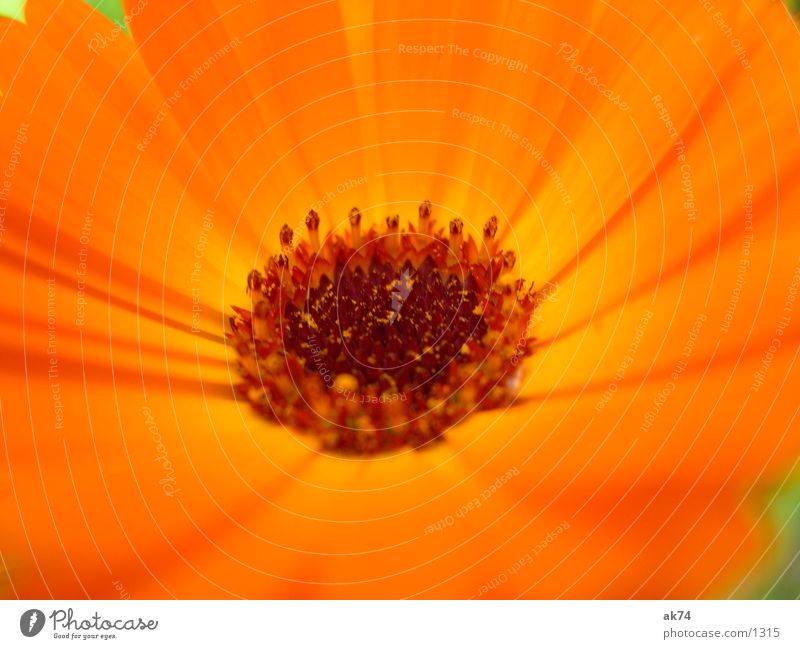 Orange Blüte braun Blume Pflanze orange Makroaufnahme