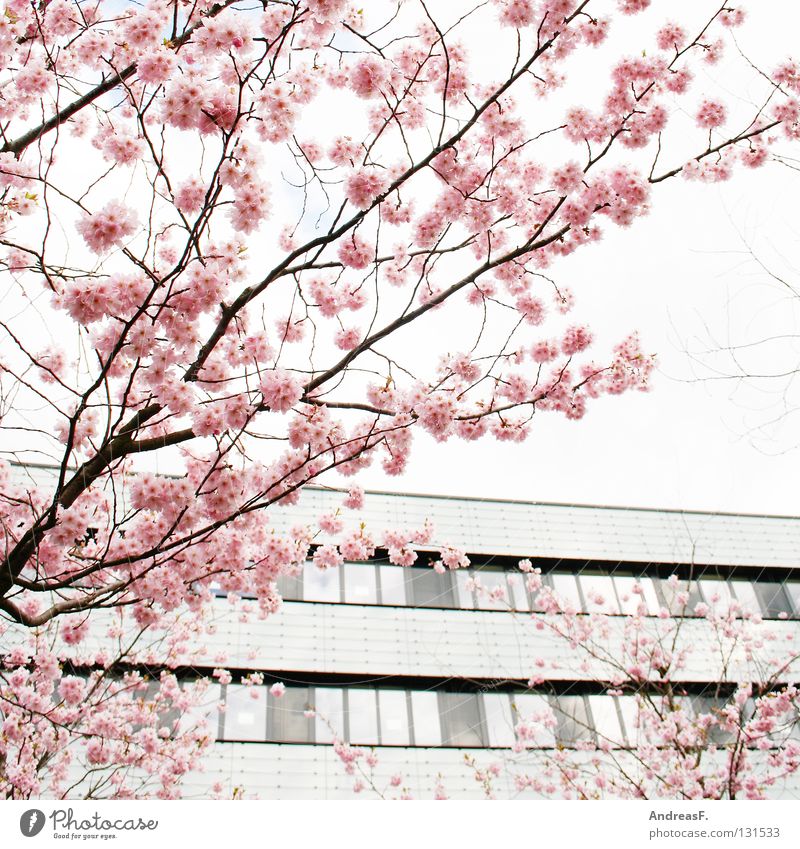 Rosa rosa Blüte Kirschblüten Japan Cottbus Baum Gegenteil Pastellton Haus Frühling April Mai sommerlich leicht baumblüte obstblüte Kirschbaum japankirsche