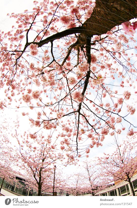 Campus rosa Blüte Kirschblüten Japan Cottbus Baum Gegenteil Pastellton Haus Frühling April Mai sommerlich leicht Weitwinkel Fischauge außergewöhnlich