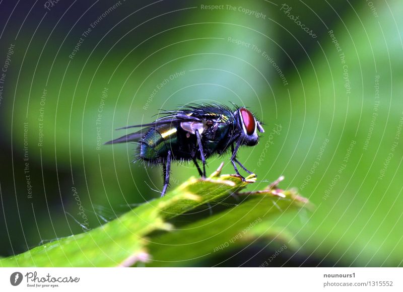 the fly Tier Pflanze Wildtier Fliege Insekt 1 Farbfoto Außenaufnahme Tag Blitzlichtaufnahme Starke Tiefenschärfe Blick in die Kamera