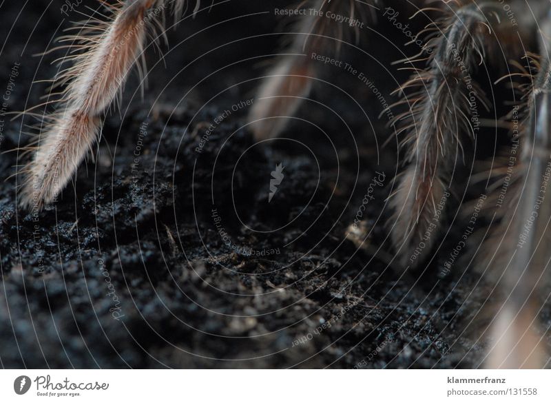 Auf allen Vieren Theraphosa Vogelspinne Terrarium Erde Riesenvogelspinne Beine Spinnenbeine Detailaufnahme Bildausschnitt Textfreiraum unten Makroaufnahme