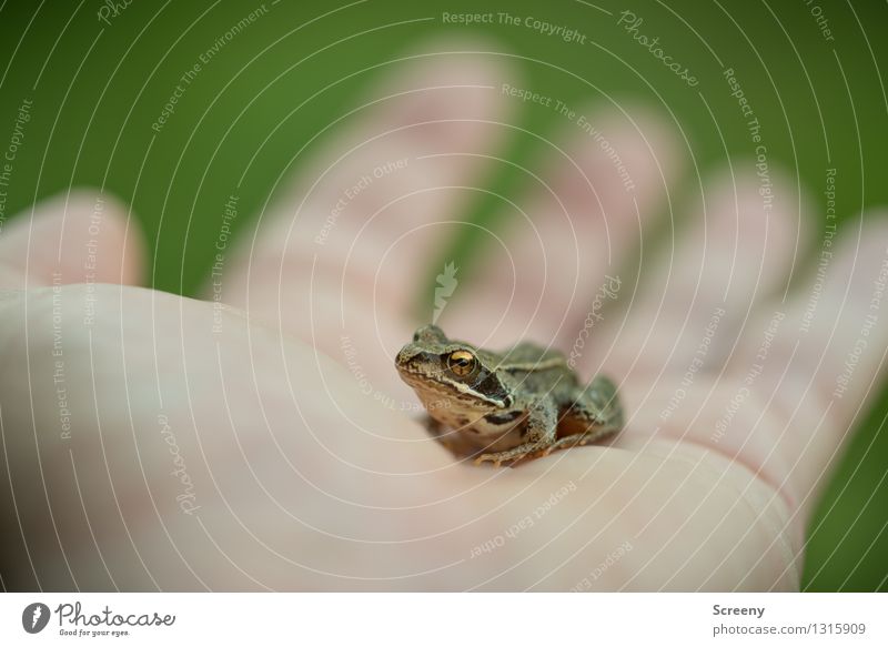 Ungeküsst Natur Tier Sommer Wiese Wildtier Frosch 1 beobachten sitzen warten klein Selbstbeherrschung Glätte Hand Handfläche Farbfoto Außenaufnahme