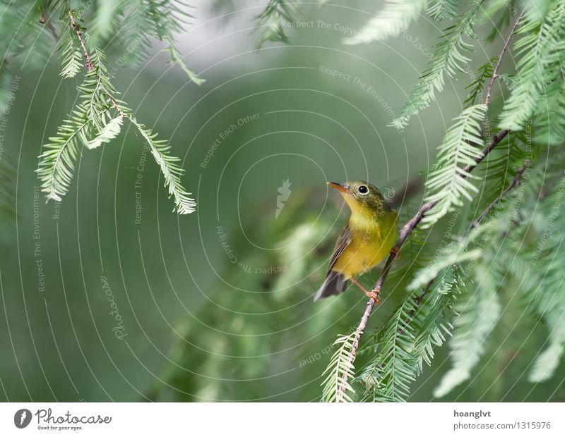 Ein Bianchi's Warbler auf der Jagd nach Insekten Vogel wild Natur grün Baum Blatt Grasmücke Vogelbeobachtung natürlich Hintergrund neutral Strukturen & Formen