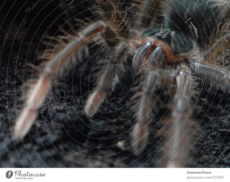Komm näher Schätzchen... Bildausschnitt Detailaufnahme Spinnenbeine Beine Riesenvogelspinne Makroaufnahme Erde Terrarium Vogelspinne Theraphosa Monster