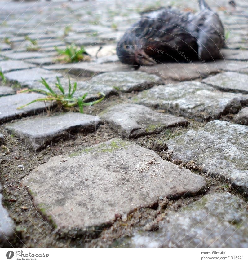 Der Tod auf dem Pflaster Taube Vogel Vergänglichkeit Trauer Bürgersteig Tier Verzweiflung roadkill Schmerz ratten der lüfte flugratten Kopfsteinpflaster alt