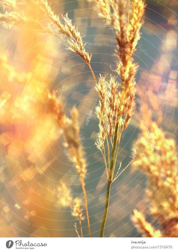 Goldschimmer Umwelt Natur Sommer Pflanze Gras Wildpflanze Garten Wiese Feld leuchten Wachstum glänzend natürlich gold Optimismus Vorsicht ruhig Farbe Freiheit